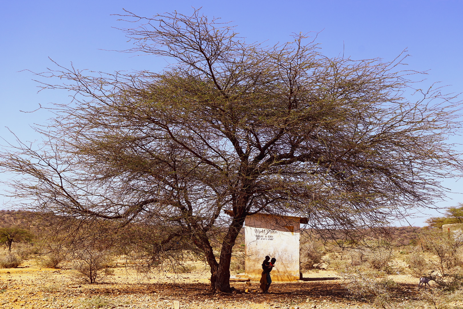 Pustina plná života